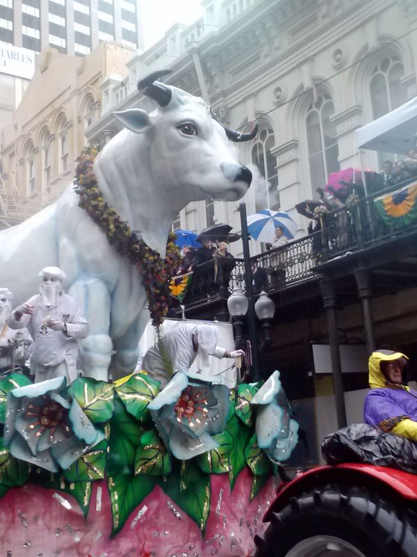 mardi gras rex krewe